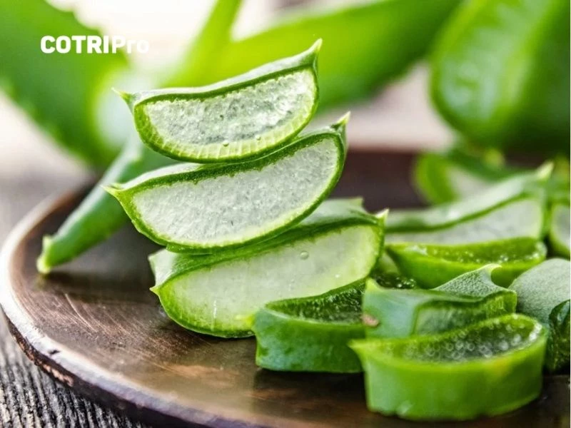 Sử dụng nha đam hỗ trợ trị trĩ